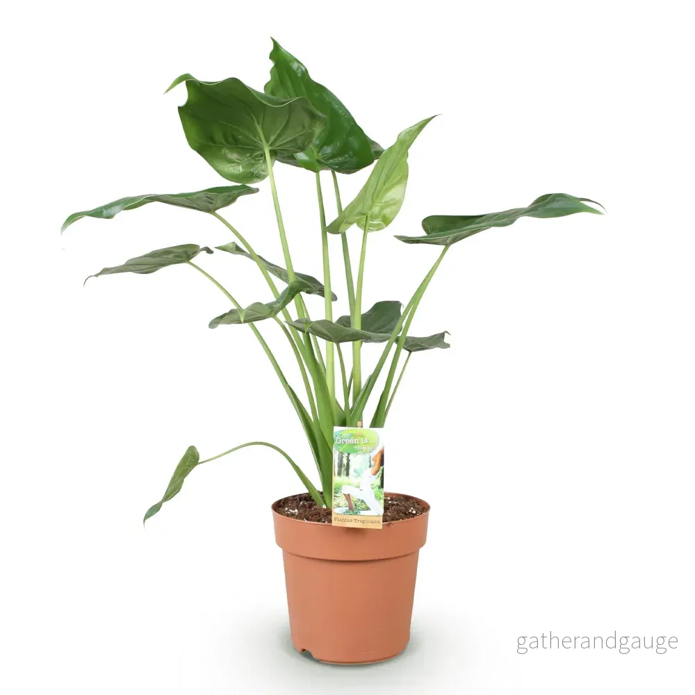 Alocasia Cucullata - Bild 3