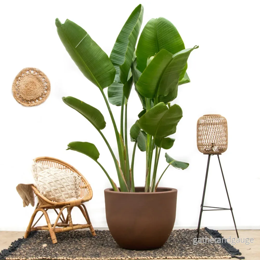 Lyx Strelitzia Augusta XXL - 250cm - ø38 - Bild 2