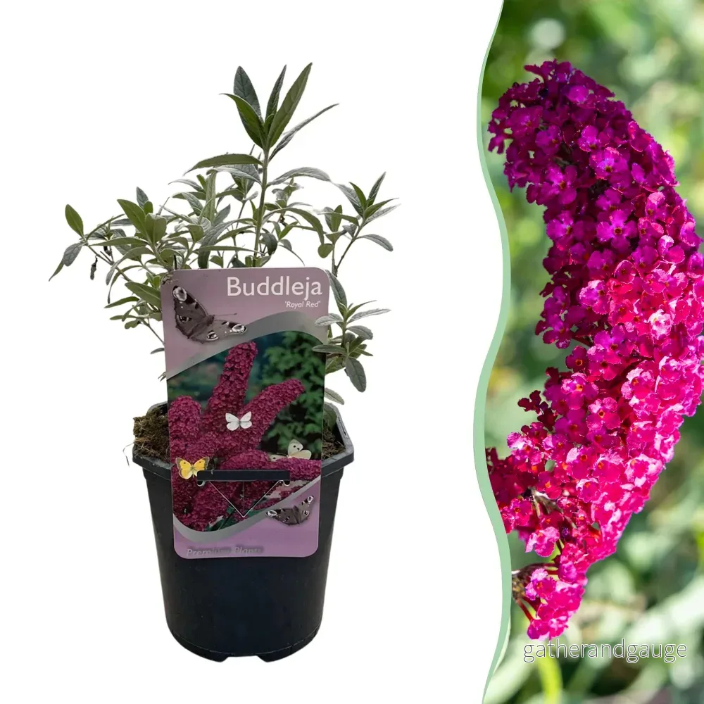 Fjärilsbuske (Buddleja davidii) 'Royal Red' - Bild 2