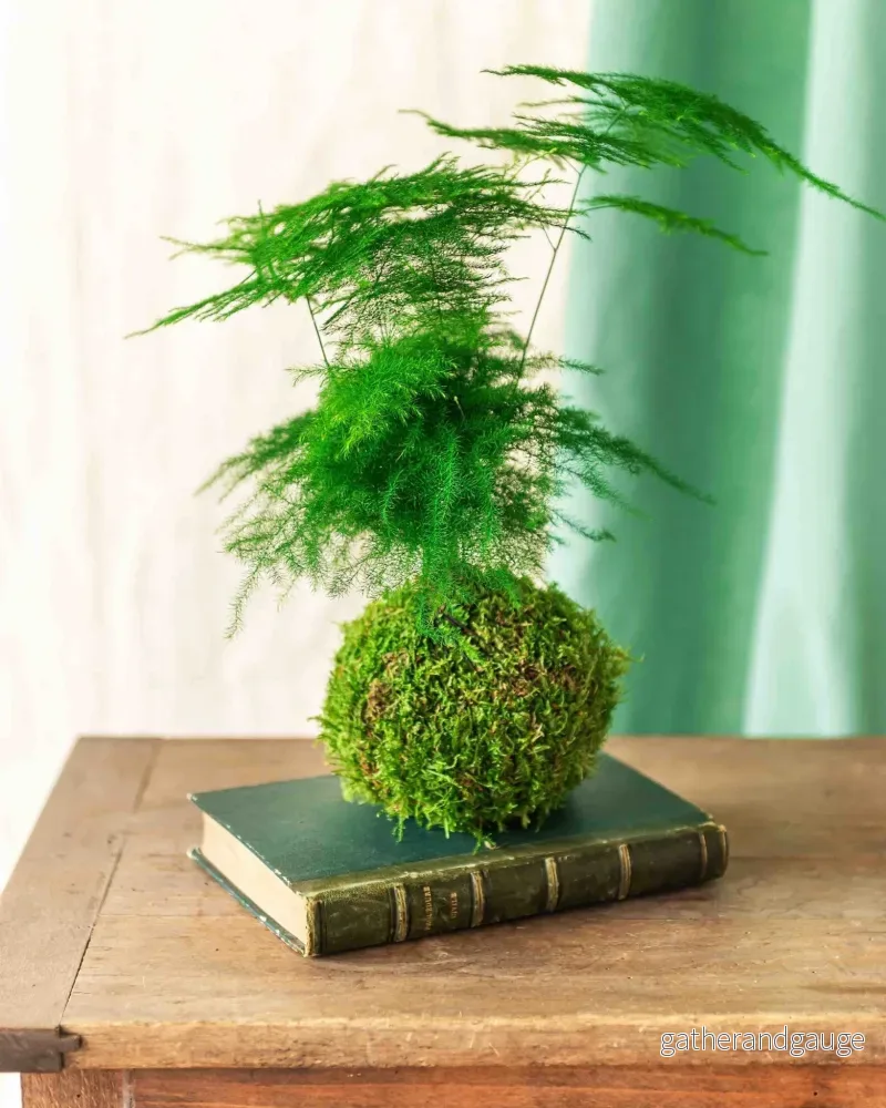 Kokedama - Sparris