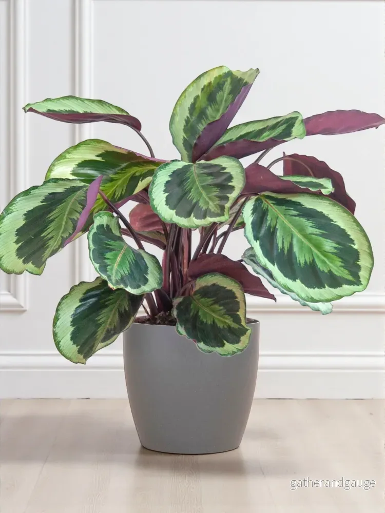 Calathea Medaillon och dess kruka Calathea Medaillon och dess kruka