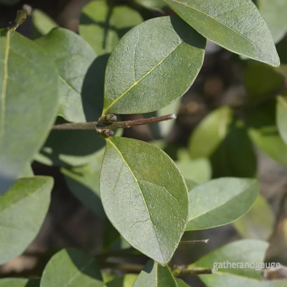 Oval Liguster (Ligustrum Ovalifolium) ’Ovale’