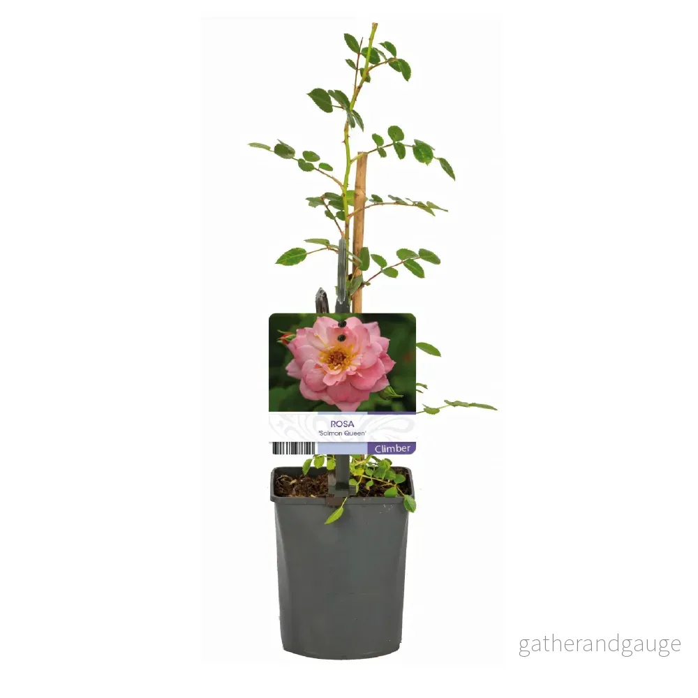 Klätterros (Rosa) 'Salmon Queen' - Bild 3