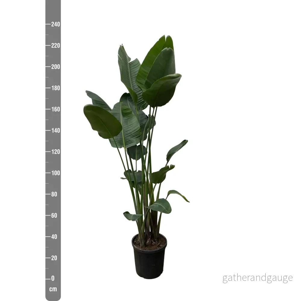 Strelitzia Nicolai XXL - 250 cm - ø50 - Bild 2