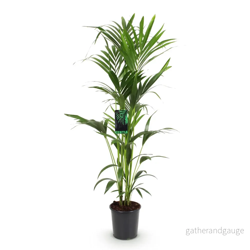 Kentia Howea Forsteriana - Bild 3