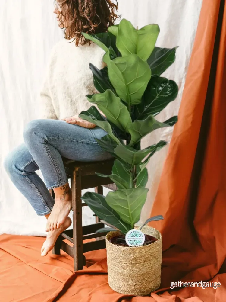 Ficus Lyrata Ficus Lyrata
