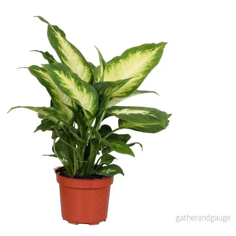 Dieffenbachia ’Camilla’ Dieffenbachia ’Camilla’