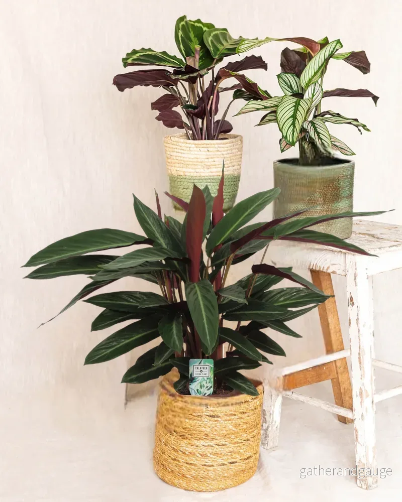 Trio de calathea – plant mama Trio de calathea – plant mama