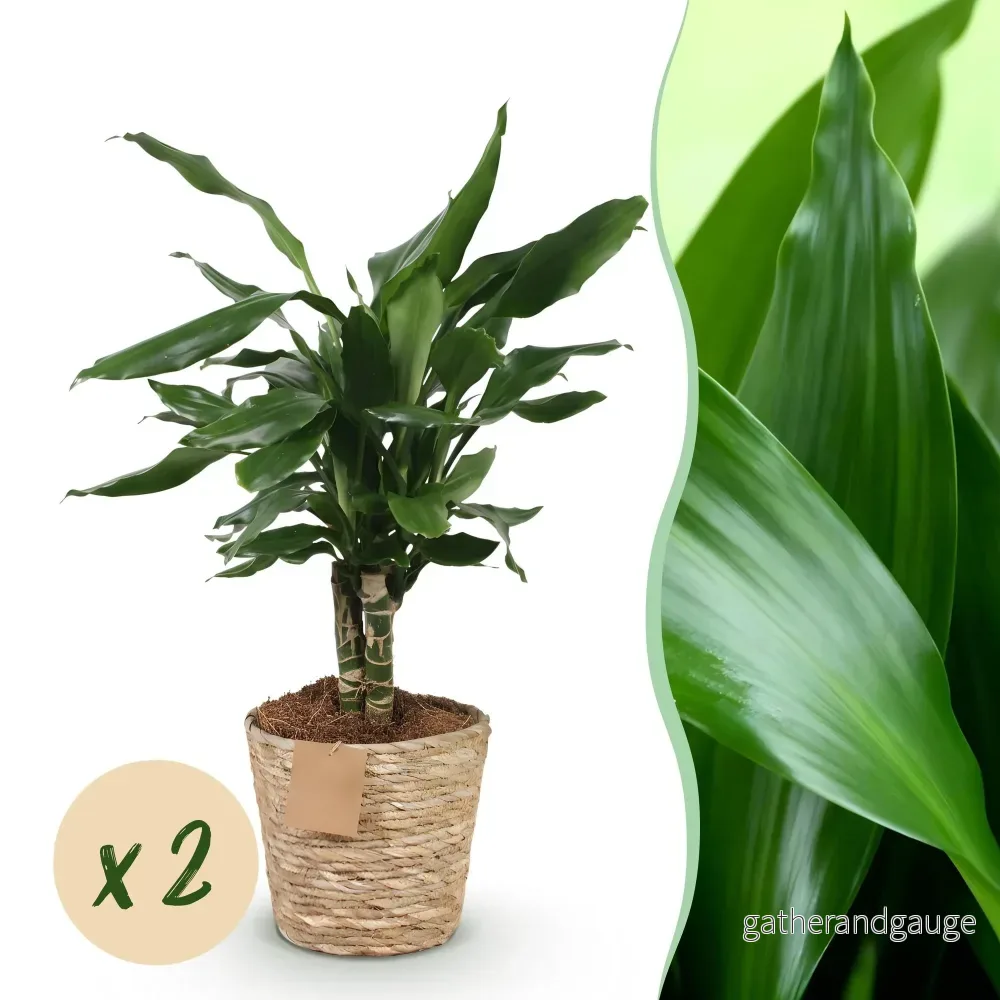 Dracaena Steudneri – 2-pack – Kruka 17cm – Höjd 50-55cm - Bild 2