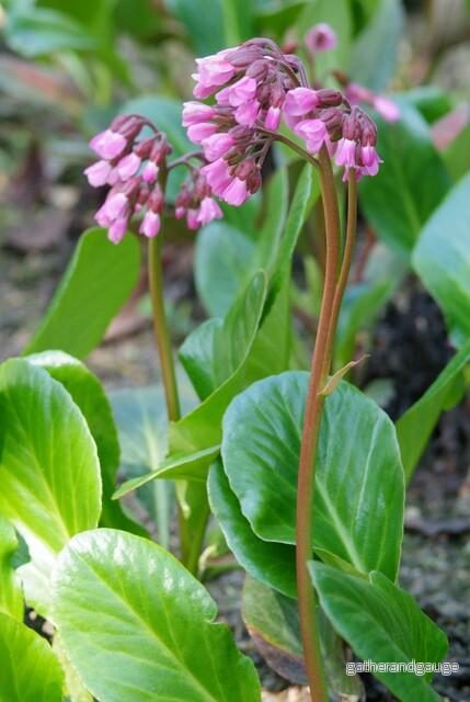 Bergenia med Hjärtformade Blad (Bergenia cordifolia) ’Herbstblüte’