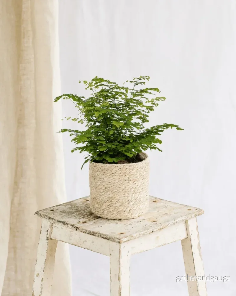 Adiantum Fritz Luthi Adiantum Fritz Luthi