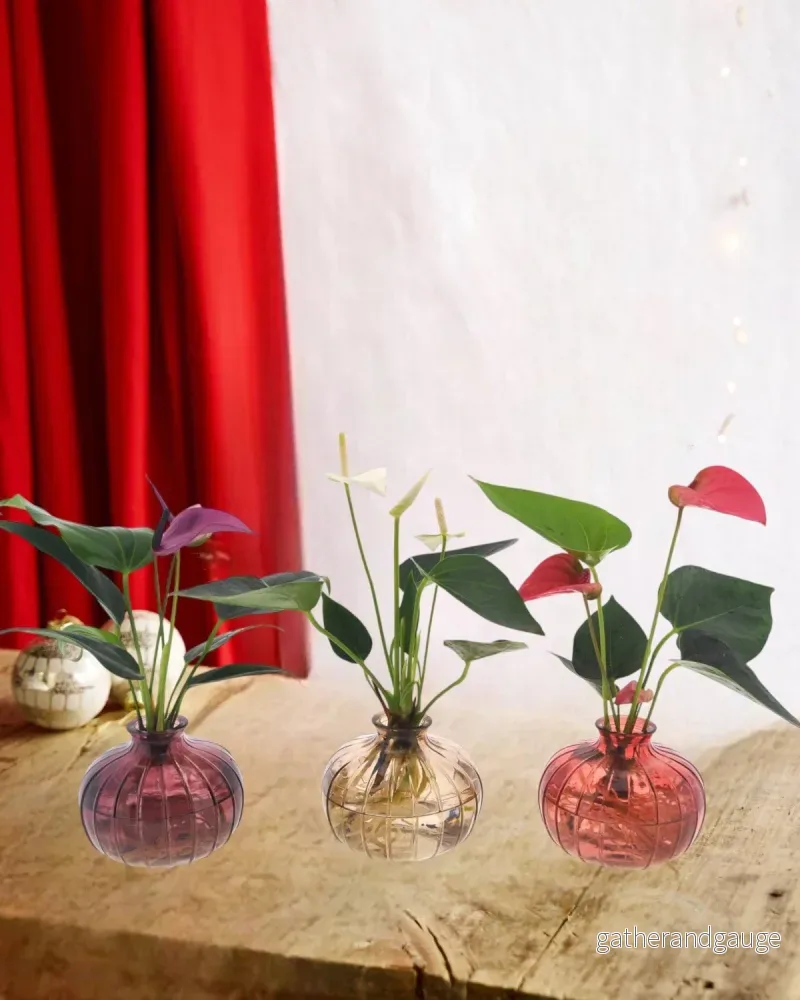 Anthurium trio i hydrokultur med sin Nela vas - Bild 2