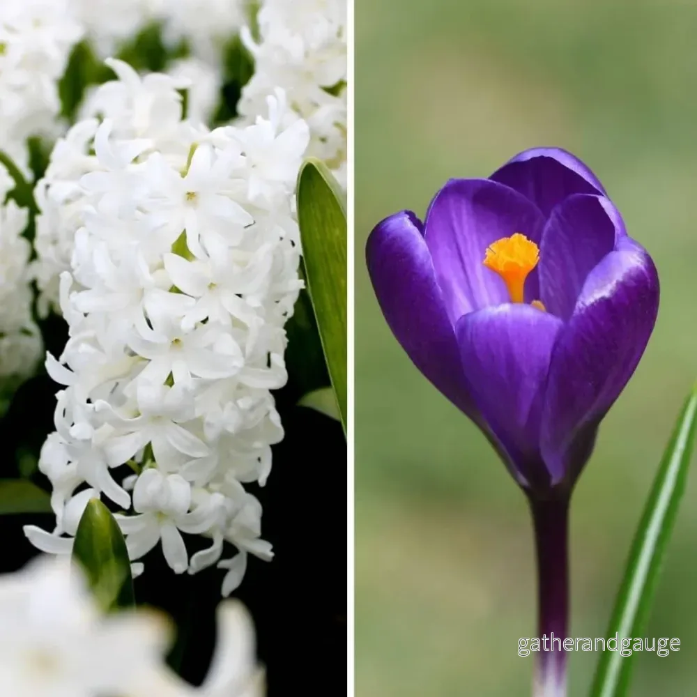 30 lökar tidigt på våren: Hyacinte Louvre & Crocus Flower Record