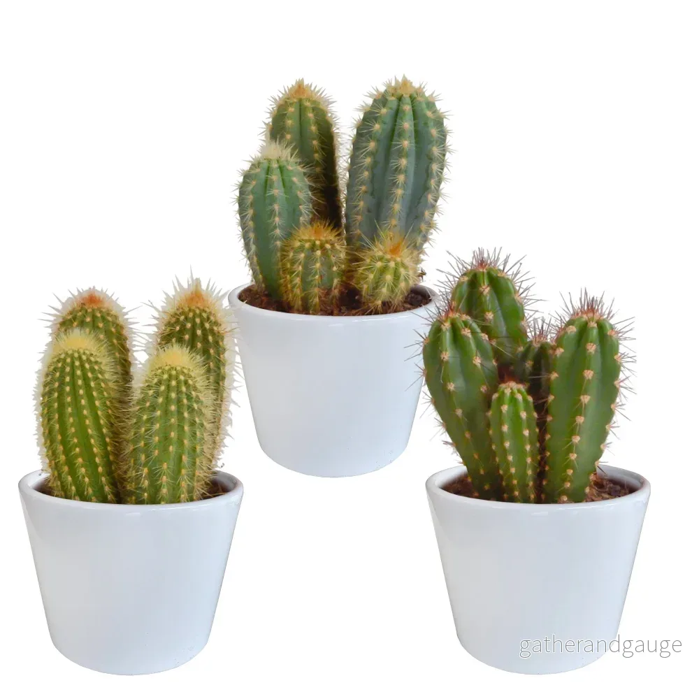 Kaktuslåda och dess vita planteringskärl - Set med 3 plantor, h23cm - Bild 3