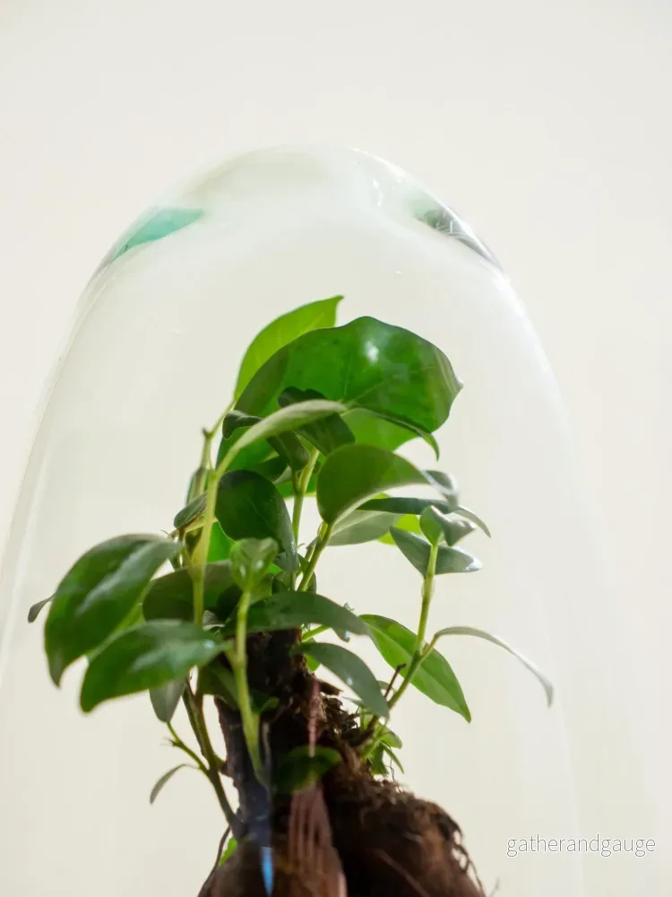 Terrarium - Acapulco - Bild 2