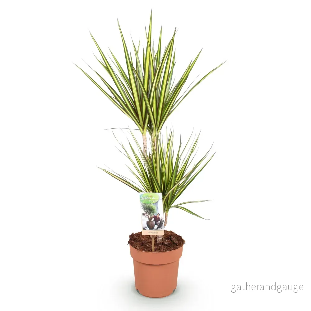Dracaena Sunray – Paket om 1 - Bild 3