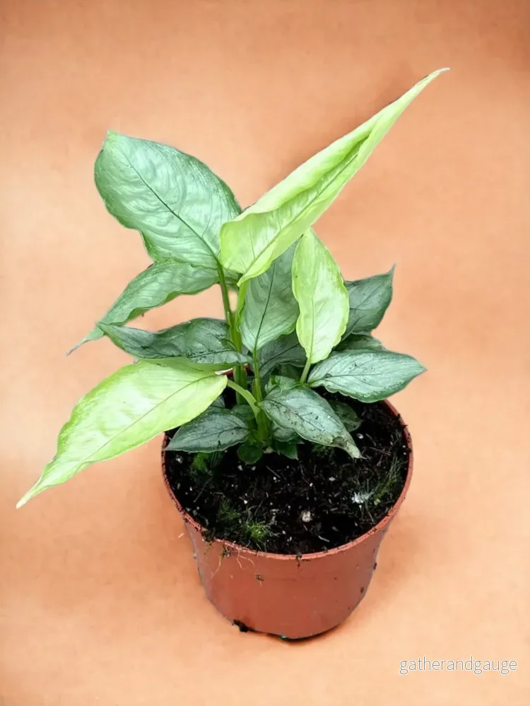 Schismatoglottis Sp Silver Form Schismatoglottis Sp Silver Form