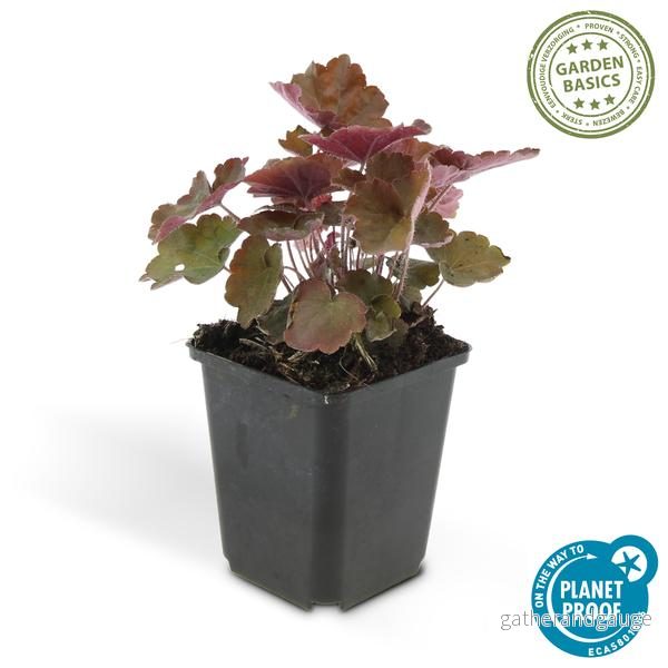 Heuchera micrantha 'Palace Purple' - Bild 3