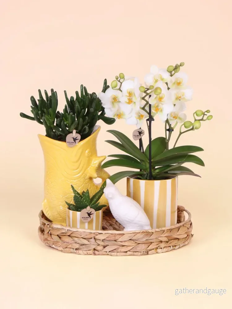 Kolibri Company | Gift set Mediterranean Sunset | Växtnset met witte Phalaenopsis Orchidee Lausanne i Succulenten incl. keramieken sierpotten Kolibri Company | Gift set Mediterranean Sunset | Växtnset met witte Phalaenopsis Orchidee Lausanne i Succulenten incl. keramieken sierpotten