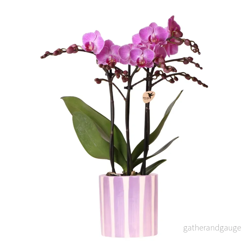 Lila phalaenopsis orkidé 'Vienna' + lila randig kruka - Bild 3