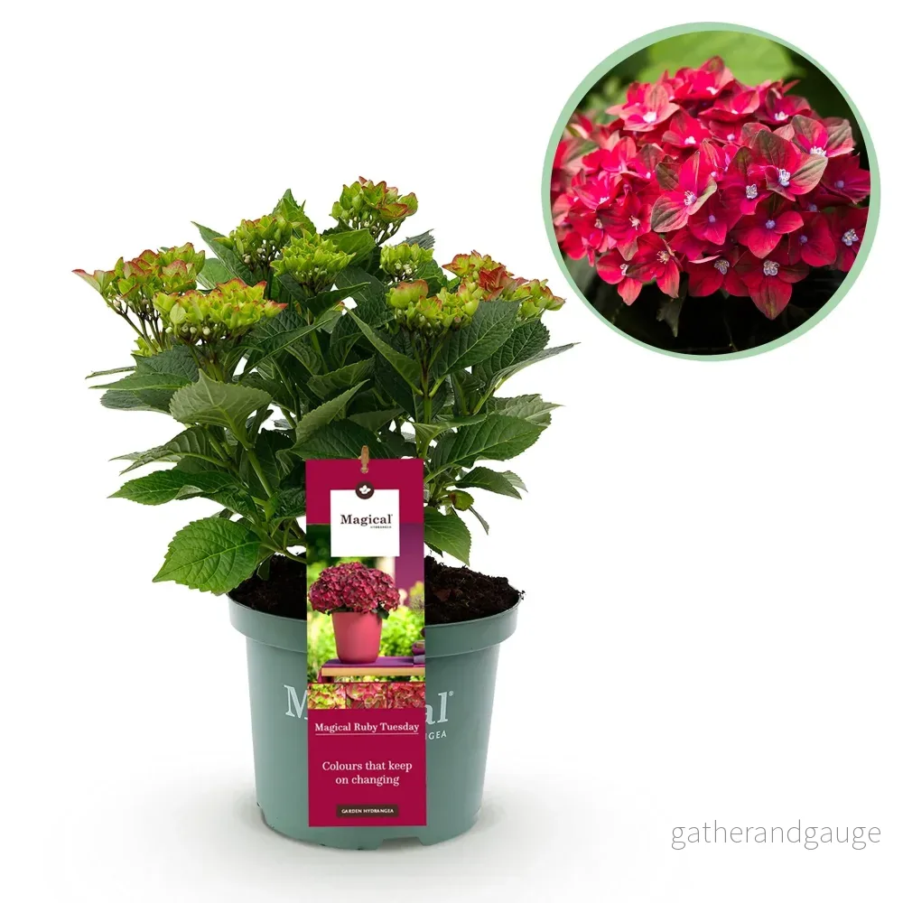 Hortensia (Hydrangea macrophylla) 'Ruby' - Bild 2