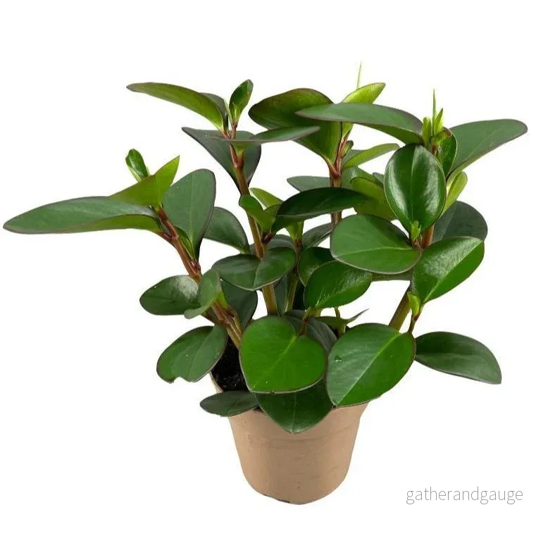 Peperomia Clusiifolia Röd marginal - Bild 2