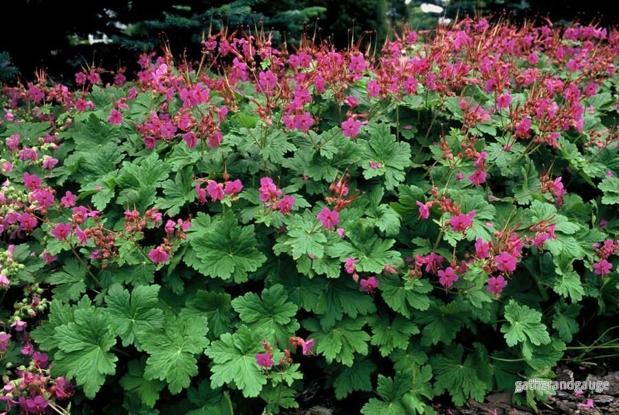 Storkransbusken (Geranium macrorrhizum) ’Czakor’ Storkransbusken (Geranium macrorrhizum) ’Czakor’
