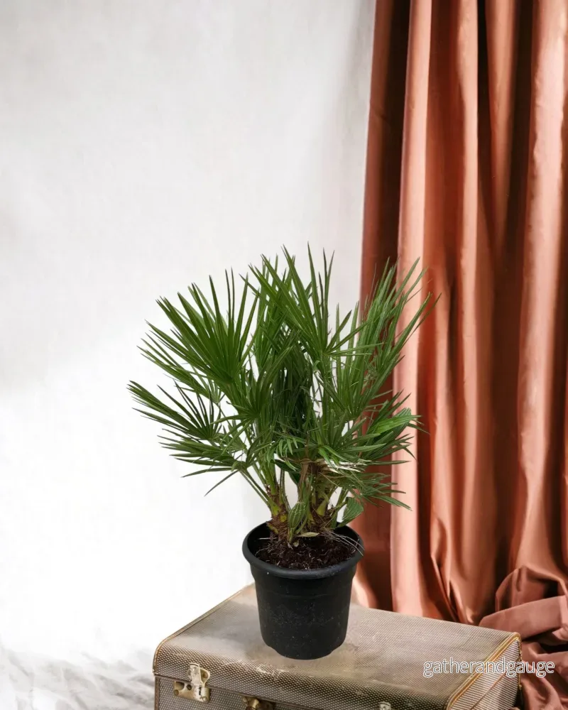 Chamaerops Humilis Chamaerops Humilis