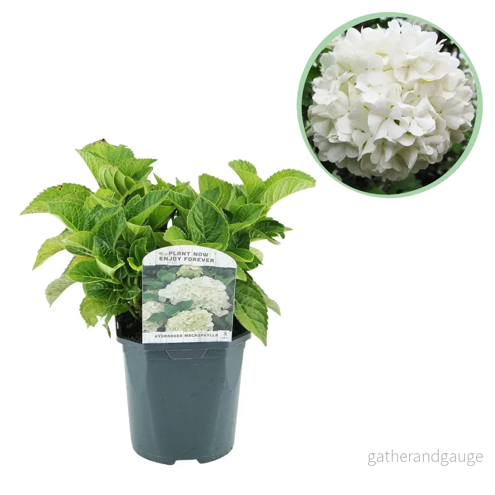 Hortensia (Hydrangea Macrophylla) 'Blanc' - Vit trädgårdshortensia - Bild 2