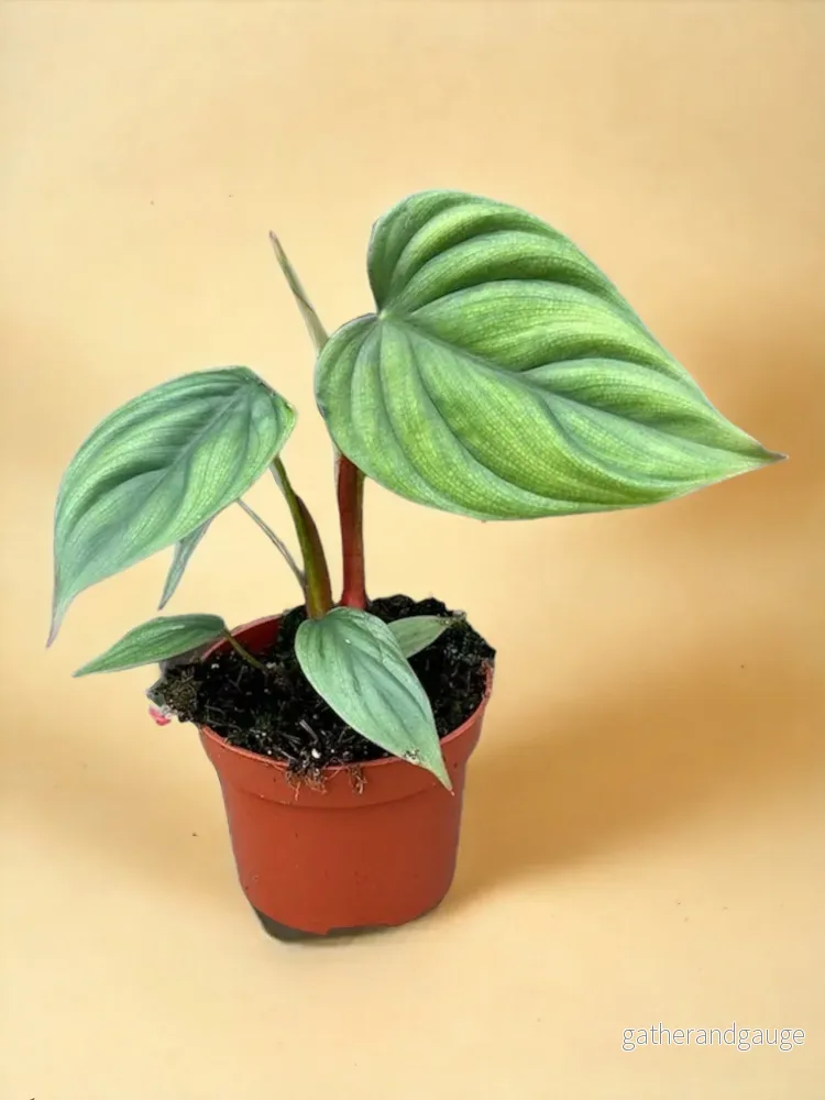 Philodendron Colombia Philodendron Colombia