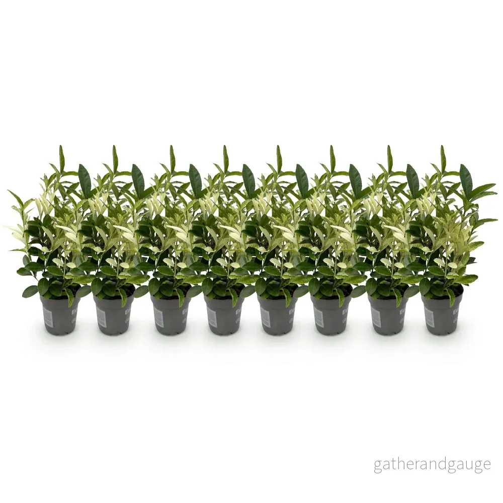 Euonymus japonica Paloma Blanca – Set med 8 – Kruka 9 cm - Bild 3