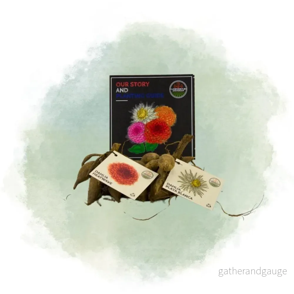 Dahlia – Mix Box 2 x Bulbs Romantiska skönheter, Playa Blanca & Heatwave