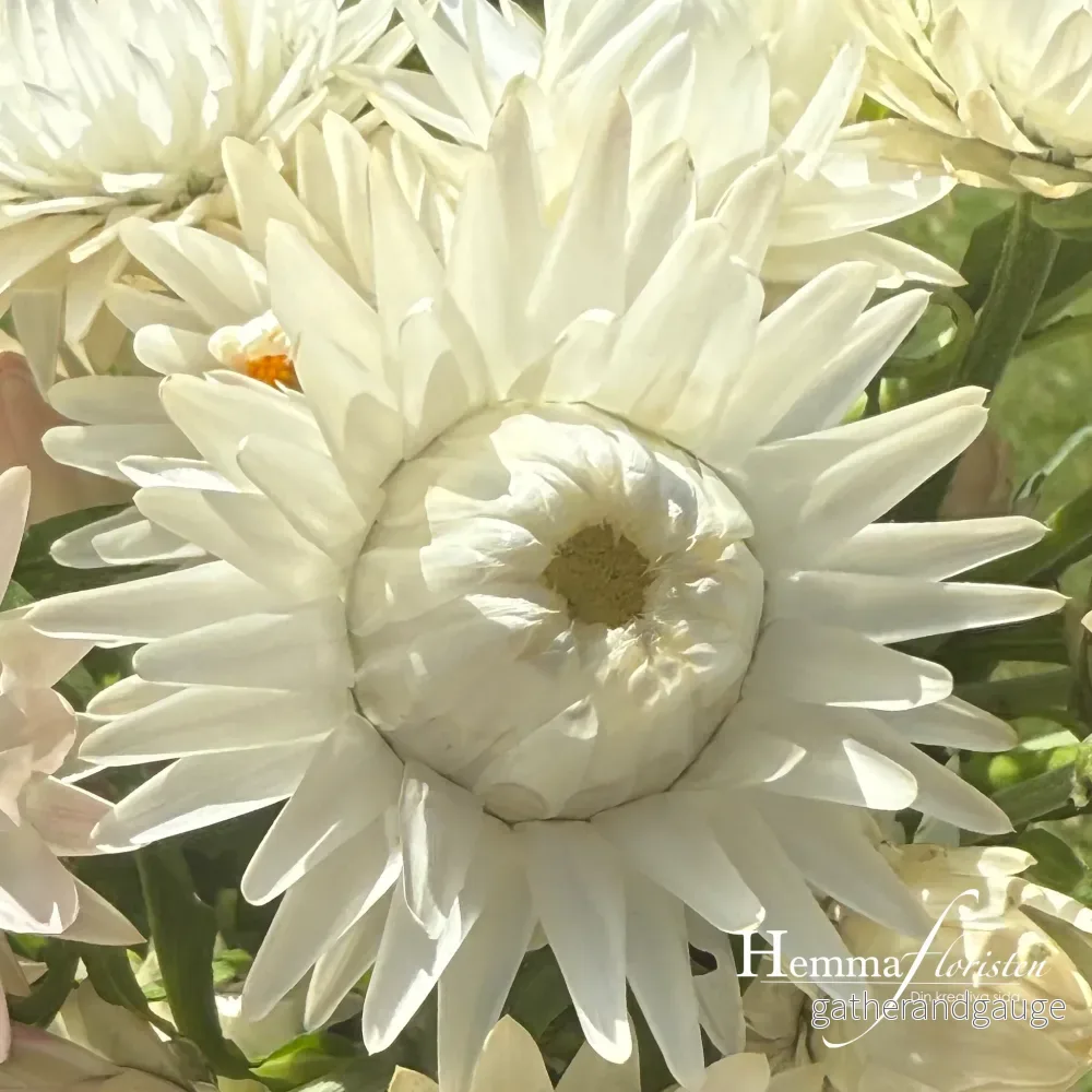 Jätte-eternell Silvery White - Bild 3