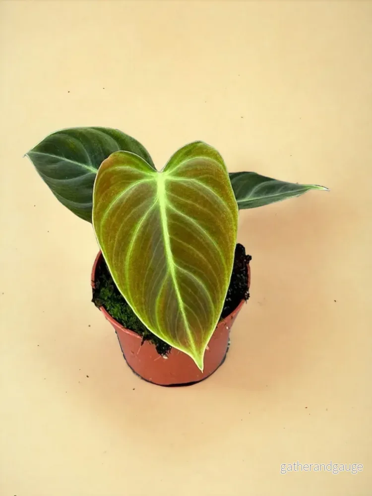 Philodendron El Choco Red d10 Philodendron El Choco Red d10