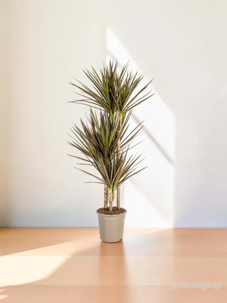 Dracaena Marginata Magenta Ø21cm – ↕110 – 130cm