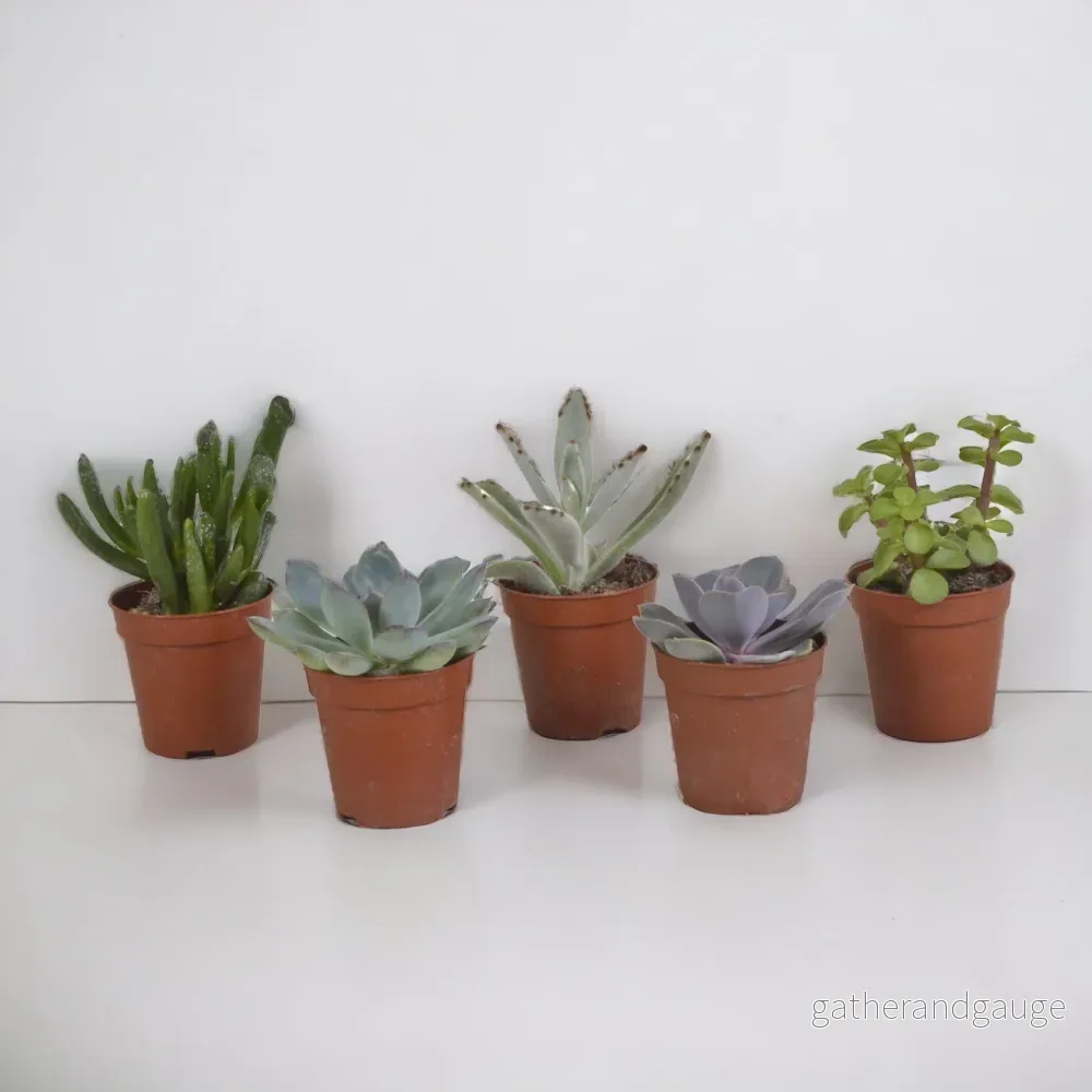 Suckulentlåda – Set med 5 plantor h13cm