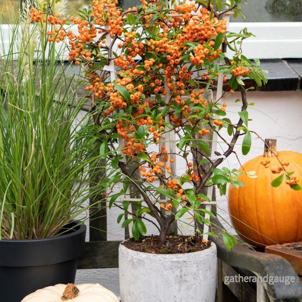 Pyracantha Coccinea Sunny Star - Set om 2 - Bild 2