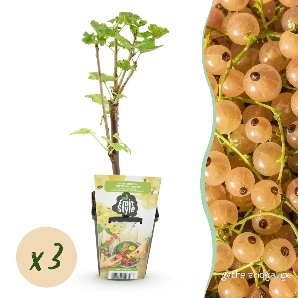 Rips (Ribes rubrum) 'Witte Hollander' - Bild 2