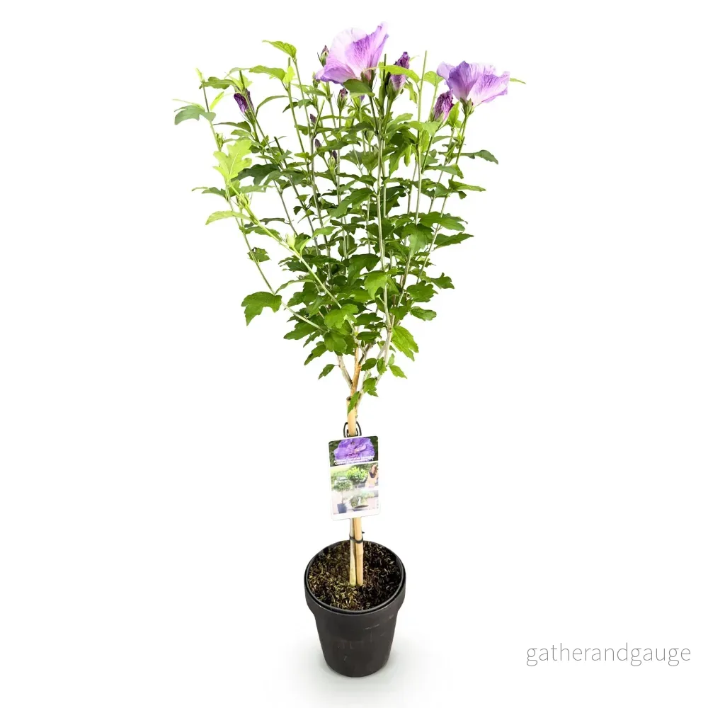 Althéa (Hibiscus syriacus) 'Lavendor Chiffon' - Bild 3