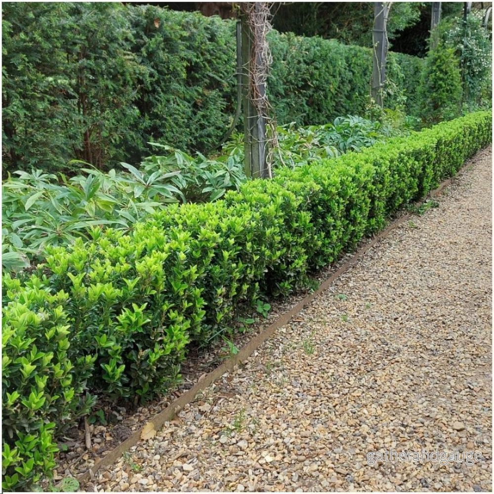 Japansk Benveård (Euonymus japonicus) ’Green Spire’
