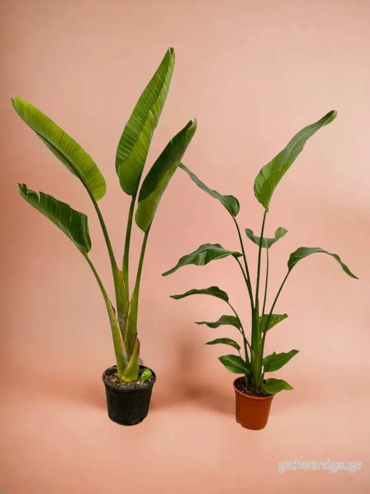Strelitzia Nicolai + Strelitzia Augusta – 100 cm – Ø17-21 Strelitzia Nicolai + Strelitzia Augusta – 100 cm – Ø17-21