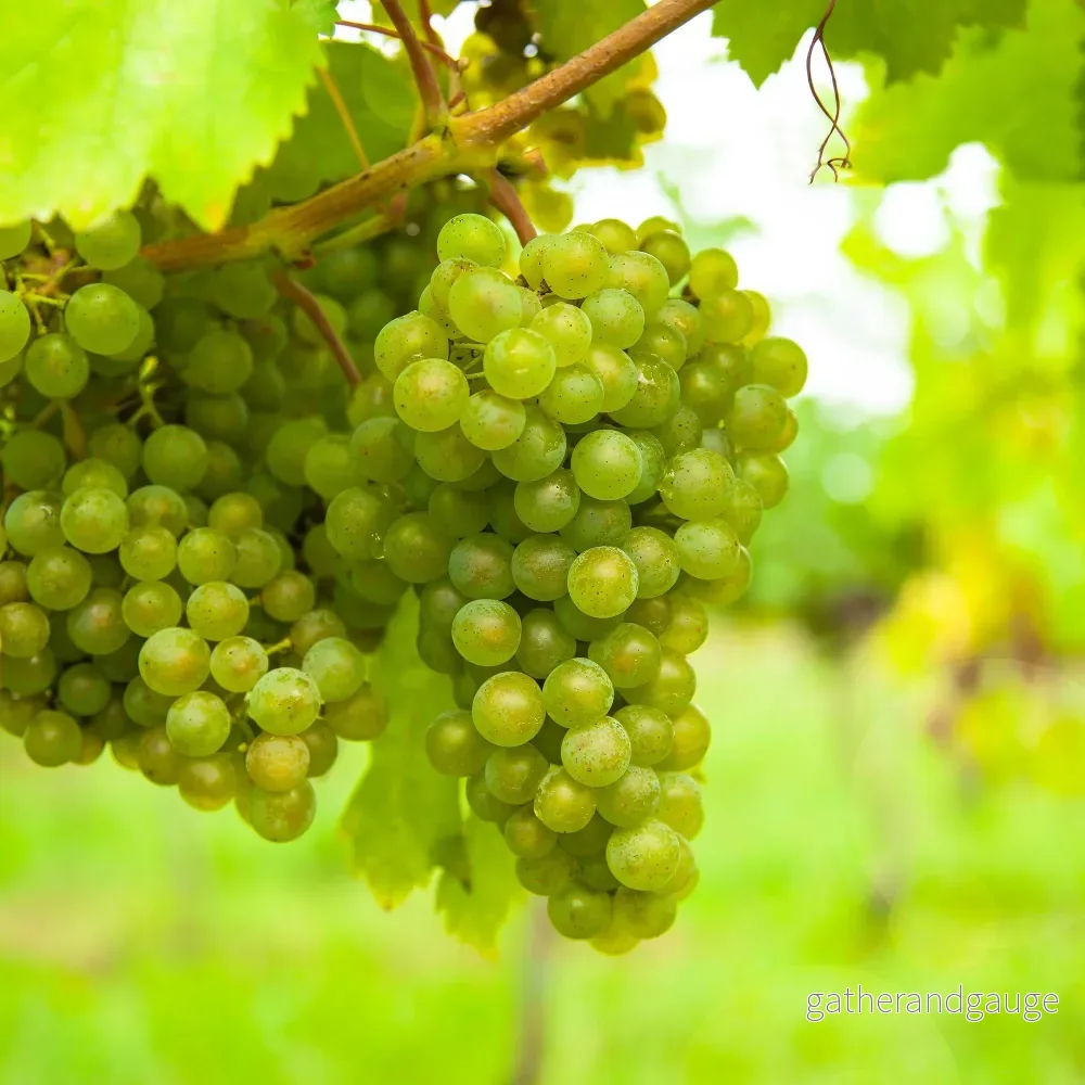Vinstocken (Vitis Vinifera) ’Vroege Van Der Laan’