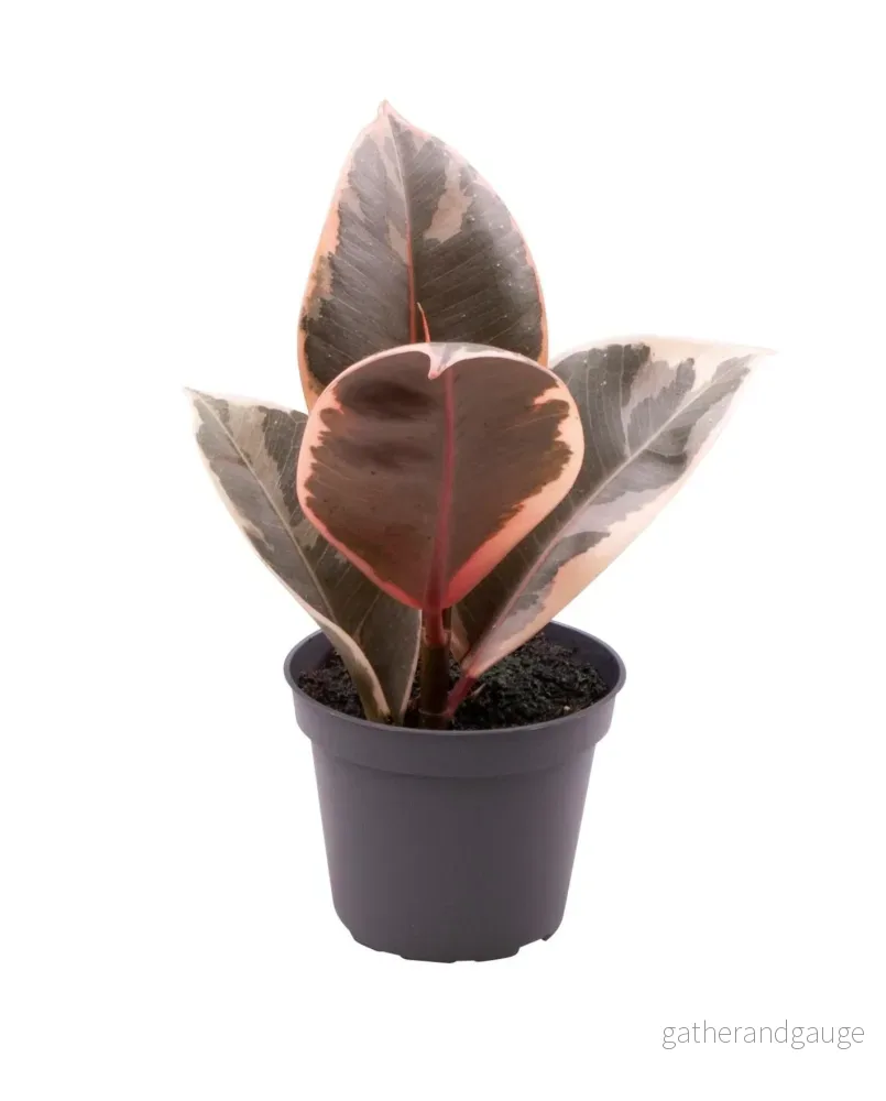Mini Ficus Tineke - Bild 2