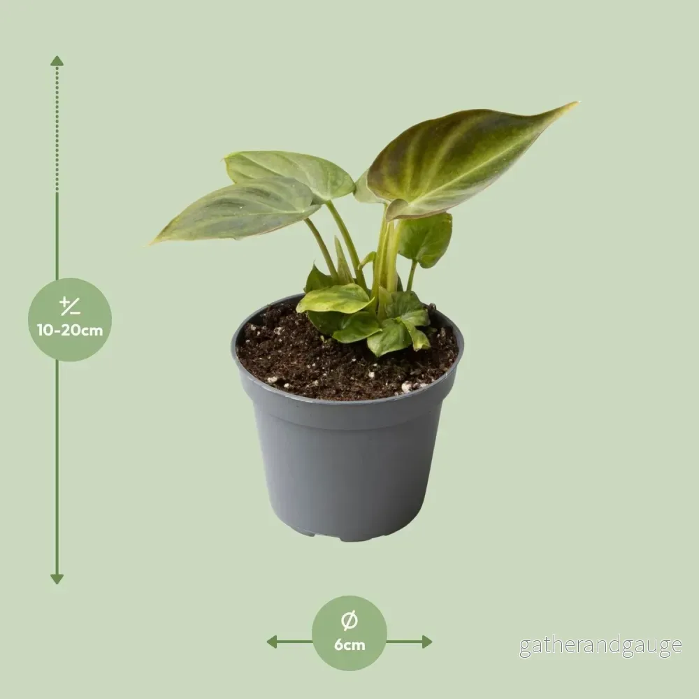 Mini Philodendron Verrucosum - Bild 3