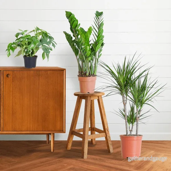🌿 Paket – Växter för skuggiga hörn (x3) 🌿 Paket – Växter för skuggiga hörn (x3)