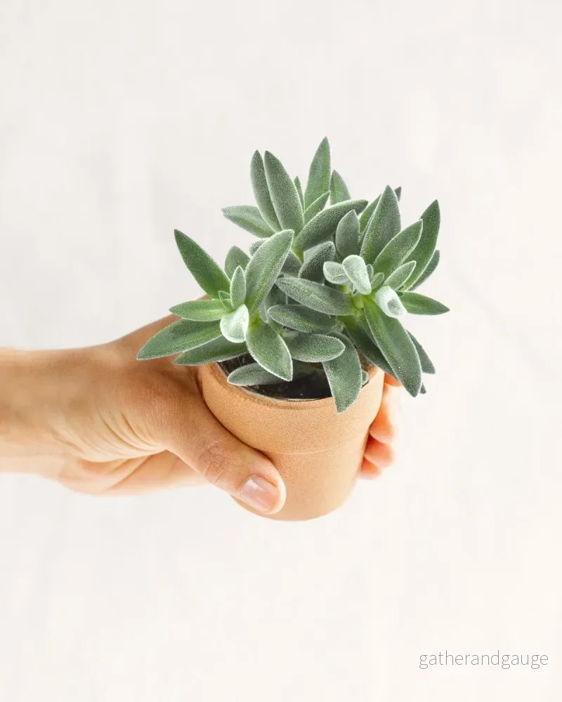Mini Crassula Tarantula Mini Crassula Tarantula