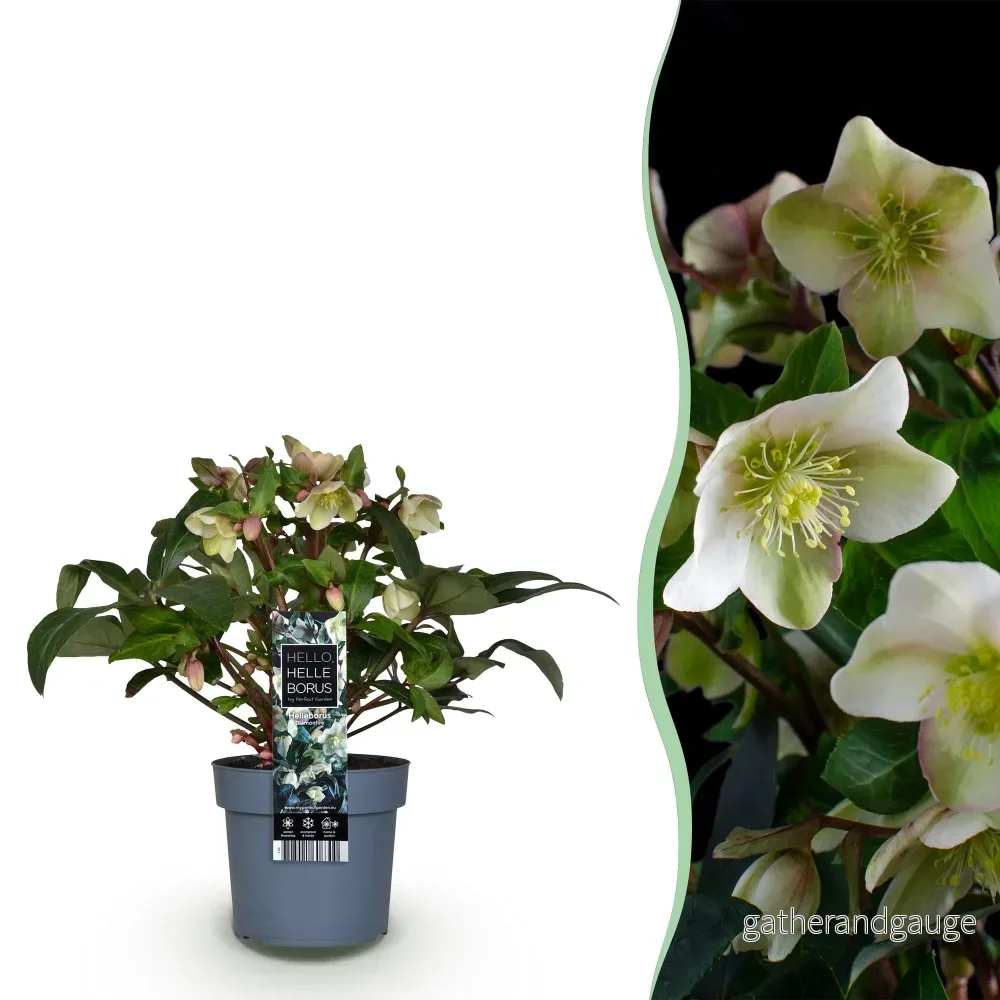 Julros (Helleborus x hybridus) 'Diamfire' - Bild 2