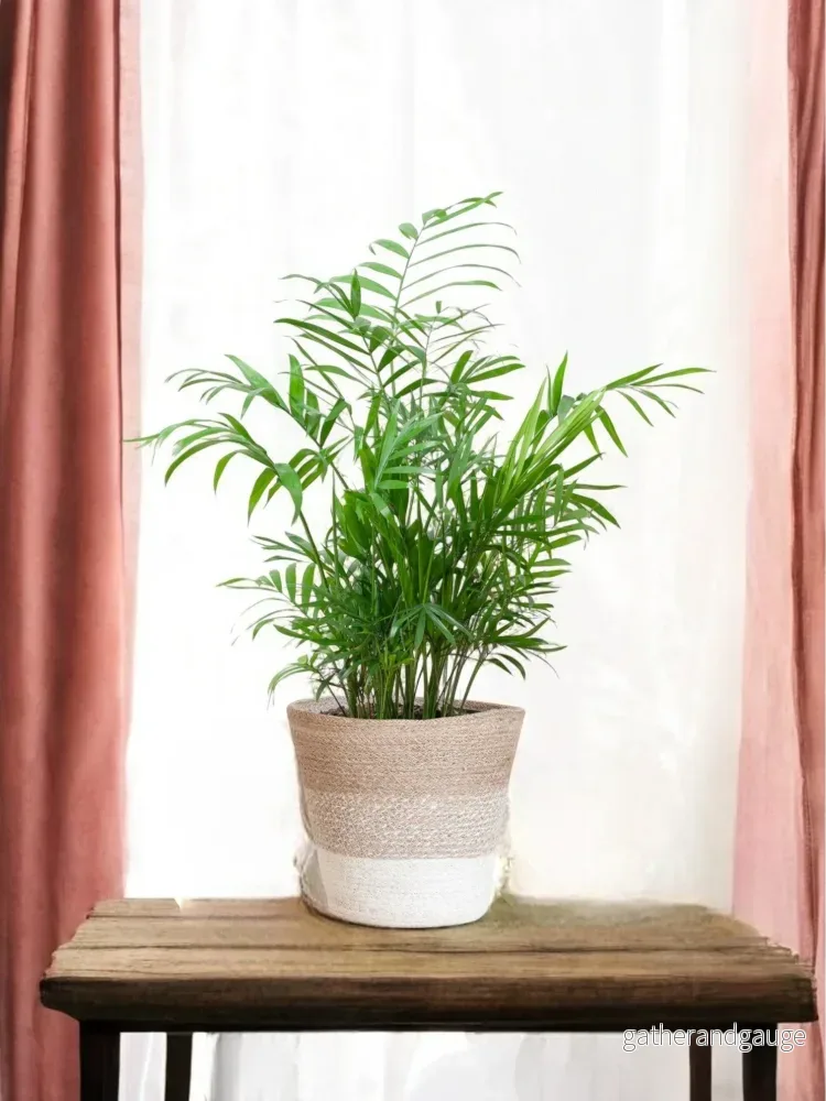 Chamaedorea Elegans och dess kruka - Bild 3