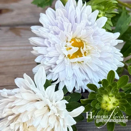 Aster – Callistephus chinensis Matador white Aster – Callistephus chinensis Matador white