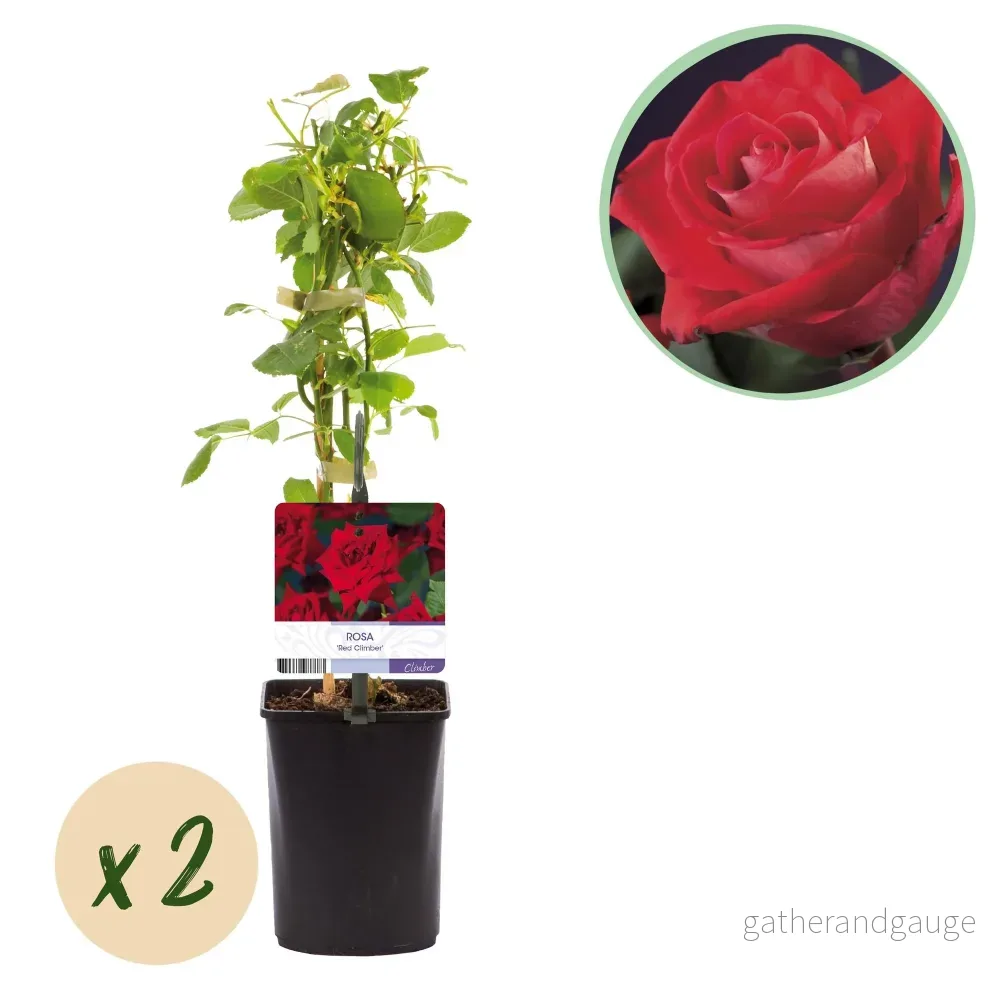 Klätterros (Rosa) 'Red Climber' - Bild 2